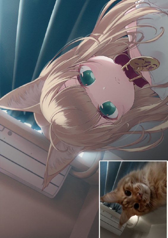 にゃんこモーニング🐈🍚