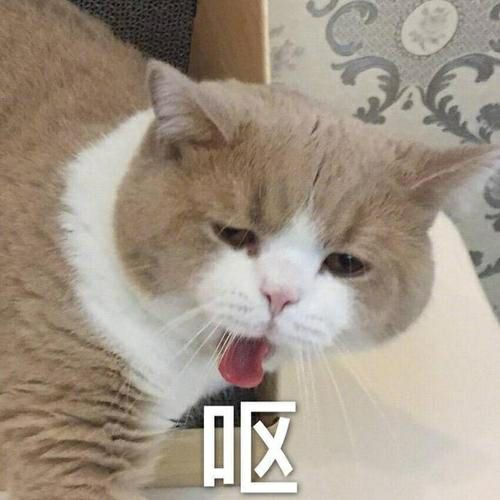 “D区猫系列”“D区猫系列”