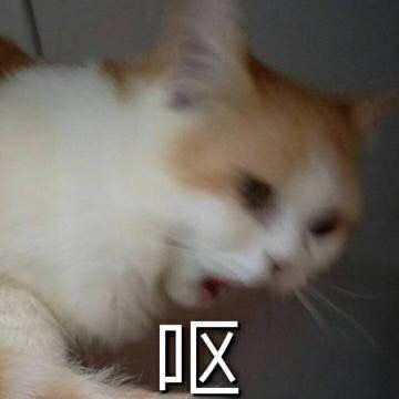 “D区猫系列”“D区猫系列”