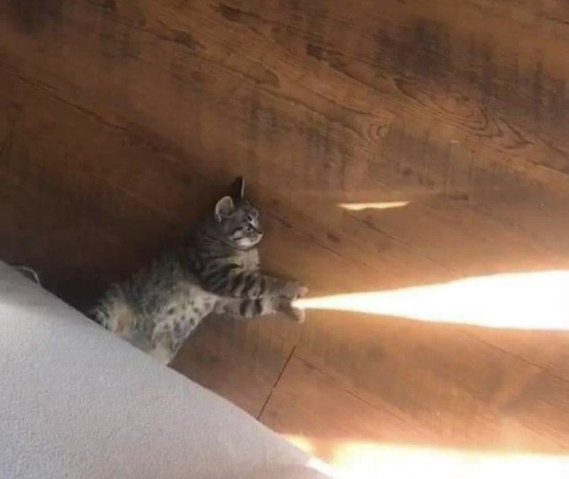 猫 猫 光 波照亮大家每个周一猫 猫 光 波照亮大家每个周一
